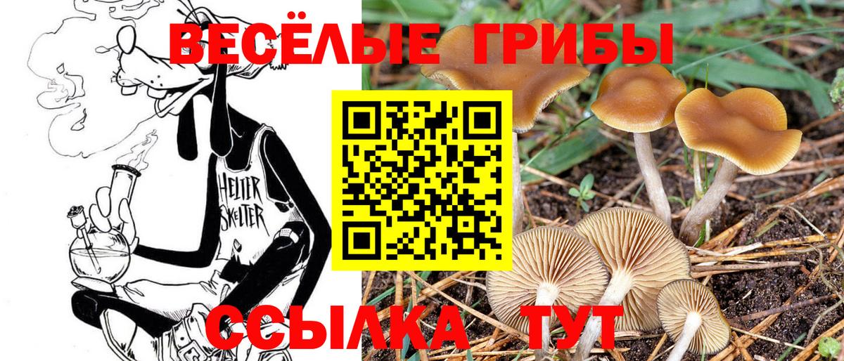 Галлюциногенные грибы Psilocybine cubensis Череповец